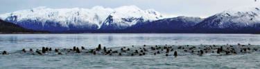 Glacier Bay is alive!